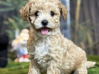 2 aylık erkek dişi toy Poodle yavrular