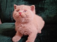 Safkan Fawn British Shorthair Erkek