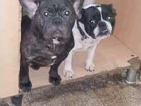 Damızlık french bulldog yavrularımız