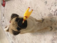 Pug mops yavru