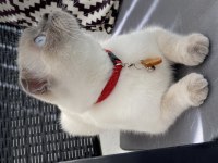 Scottish fold dişi 2 yaşında