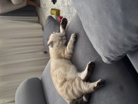 Kedimizi Rahatsızlık Sebebi İle Sahiplendiriyorum