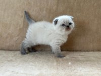 Eşsiz Güzellikte Point Scottish Fold