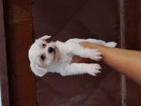 Teslime Hazır Maltese Terrier Yavrularımız