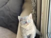 Lilac Teslime Hazır British Shorthair Yavrum