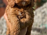 Teslime Hazır Maltipoo Bebekler
