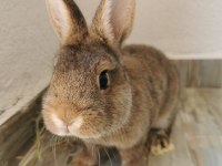 ORJİNAL HOLLANDA CÜCE TAVŞAN - NETHERLAND DWARF