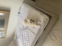 1.5 yaşında dişi pomeranian boo