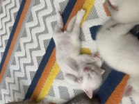YAVRU BRİTİSH SHORTHAİR KEDİLER