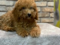 Toy Poodle Yavrumuz 5 Aylık Dişi