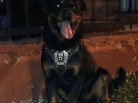 Rottweiler Bebekler