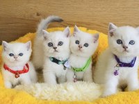 Maviş Ns1133 Ve Goldenpoınt British Shorthair Bebeklerim