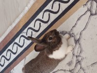Çok sevimli bebek tavşanlarım