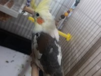 3 aylık melodik ötüşlü sultan papağanı