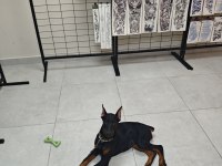120 Günlük Safkan Dişi Doberman