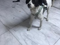 Ücretsiz sahiplendirme kokoni cinsi köpeğimiz