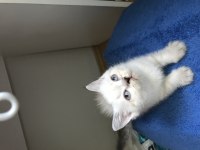 Scottish fold british shorthair yavrular
