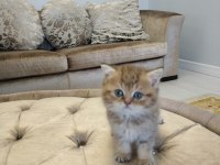 British shorthair yavrular
