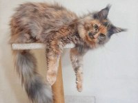 Dişi Maine Coon
