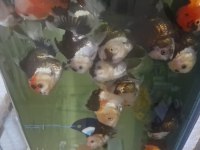 Oranda balıkları