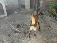 Belçika kurdu köpeğimiz
