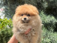 A kalite pomeranian bebeklerim