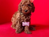 Sevimli Toy Poodle Yavrularımız