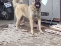 Karabaş kurtboğan ırkı