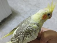 Ele alışık evcil sultan papağanı yavruları 1.5 2aylık