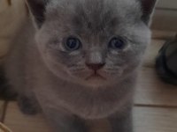 Scottish fold british shorthair yavrular