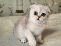 Scottish Fold Silver Point
