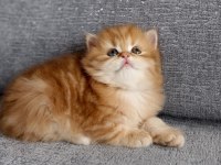 British Longhair Golden Erkek