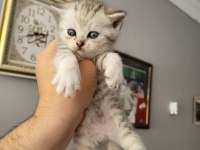 Güzeller Güzeli Scottish Fold Bebişler Ön Talepli