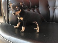 Minyatür pinscher bebekler