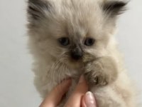 Özel bir yavru himalayan kedisi