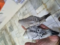 ELE ALIŞTIRMALIK YEME ALIŞIK YENİ MUHABBET YAVRULAR