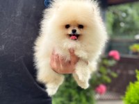 Pomeranian Boo 