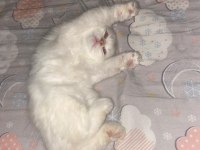 2 aylık kedilerimi sahiplendiriyorum