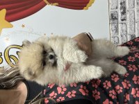 Anne baba tea cup Pomeranian bebekler