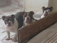 CHOCOLATE ENGLİSH BULLDOG A KALİTELİ BEBEKLER