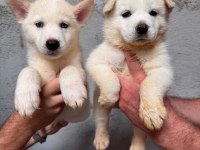 Tarım ve orman bakanlığı onaylı çiftlikten husky