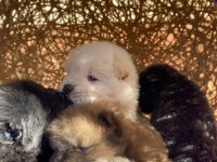 MÜKEMMEL KALİTEDE CHOW CHOW YAVRULAR