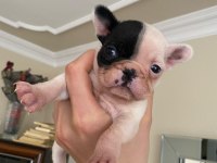 Safkan French Bulldog Yavrum 45 Günlük