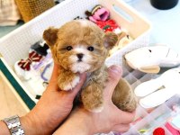 Maltipoo Kore bebekler