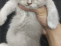 British shorthair 1,5 aylık