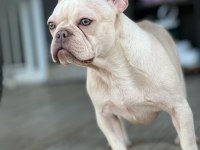 LİLAC TAN PLATINUM FRENCH BULLDOG KÖPEĞİMİZ