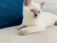 2 aylık blue point british shorthair dişi yavru