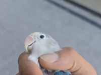 Yavru ısırmayan bebek cennet papağanı yavrular