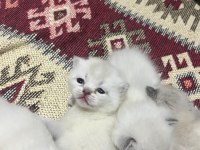 Yeni yuvasını arıyor kedilerimiz