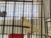 Hazir bangir bangir oter durumda sari mozaik kanarya